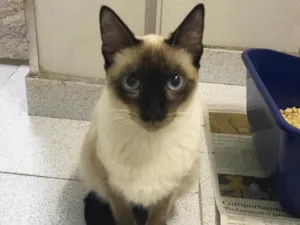 Gato raça SRD idade 2 anos nome Giuliano