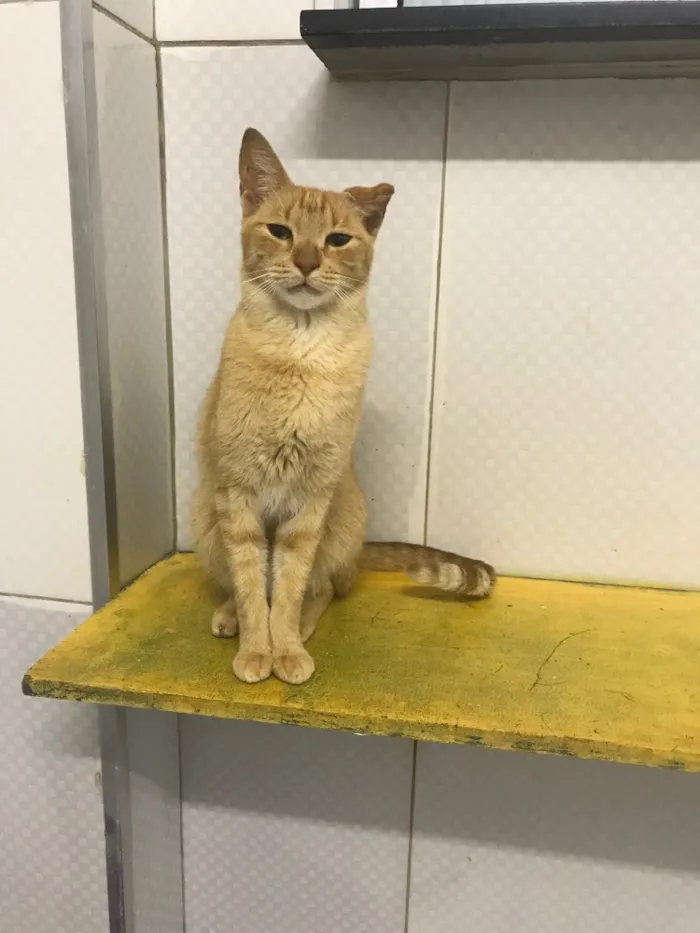 Gato ra a SRD idade 2 anos nome Sunny (Sanny)