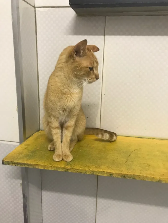 Gato ra a SRD idade 2 anos nome Sunny (Sanny)