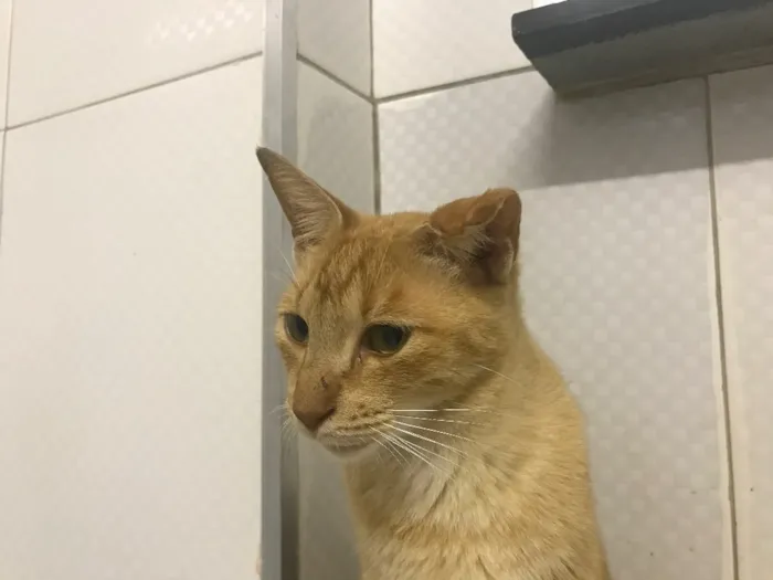 Gato ra a SRD idade 2 anos nome Sunny (Sanny)