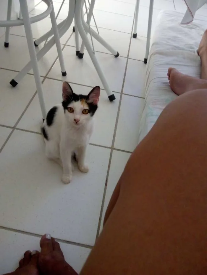 Gato ra a Sem raça definida idade 2 a 6 meses nome Sem nome