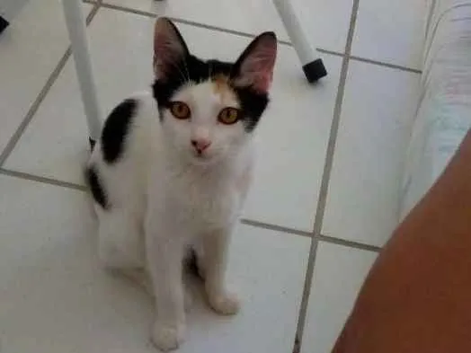 Gato ra a Sem raça definida idade 2 a 6 meses nome Sem nome
