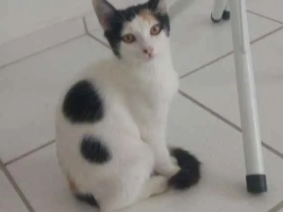 Gato ra a Sem raça definida idade 2 a 6 meses nome Sem nome