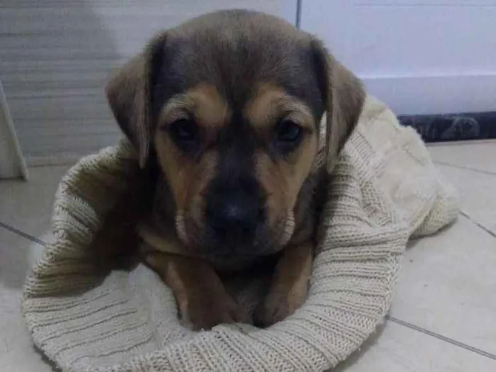 Cachorro ra a Não sei idade Abaixo de 2 meses nome Não sei