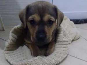Cachorro raça Não sei idade Abaixo de 2 meses nome Não sei