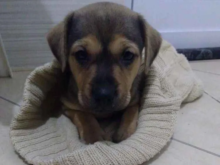 Cachorro ra a Não sei idade Abaixo de 2 meses nome Não sei