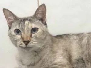 Gato raça SRD idade 2 anos nome Valentina 