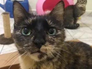Gato raça SRD idade 3 anos nome Margot