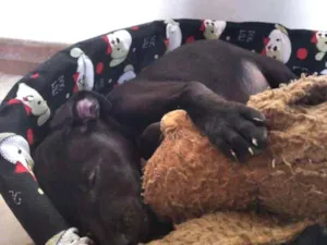 Cachorro raça Vira lata idade 2 a 6 meses nome Elvis