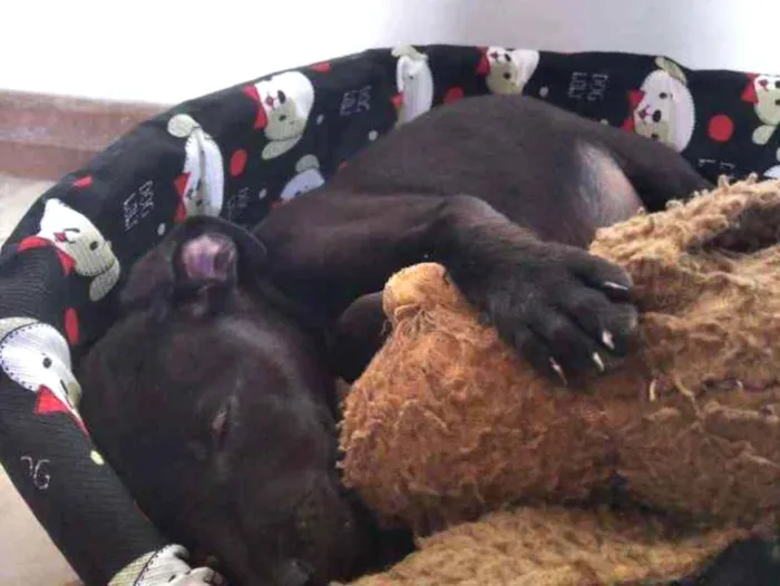 Cachorro ra a Vira lata idade 2 a 6 meses nome Elvis