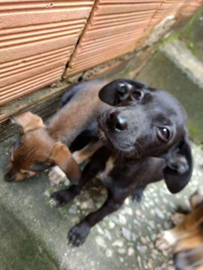 Cachorro raça Rafeiro  idade 2 a 6 meses nome Duque, Lala, Sofi...