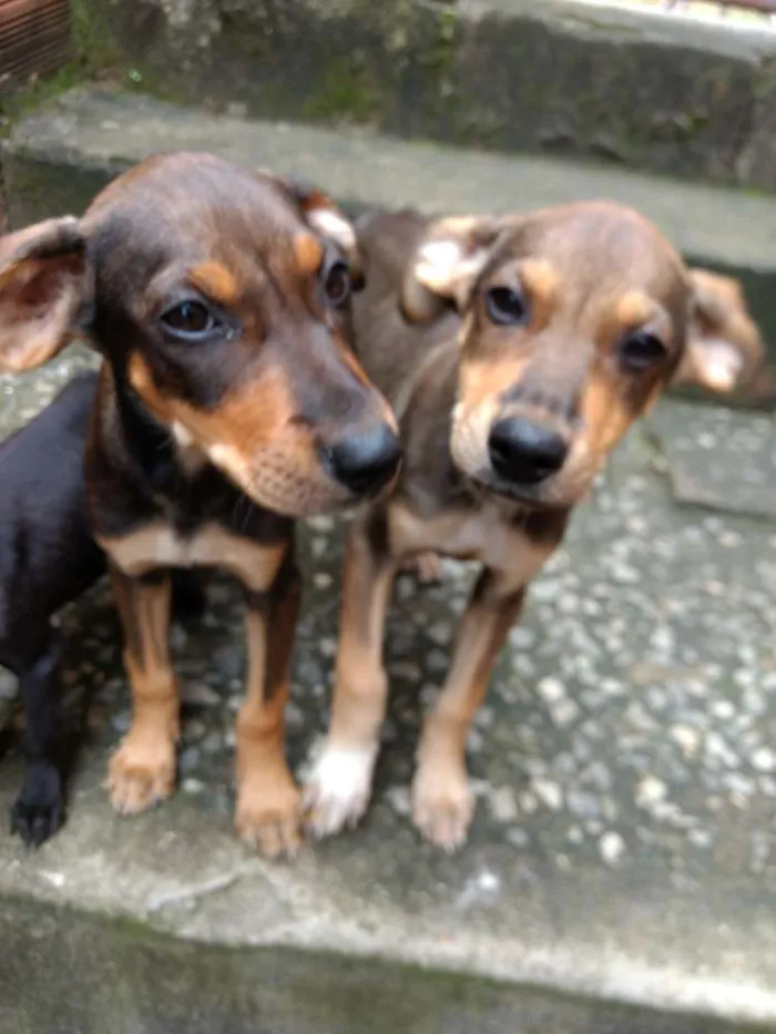 Cachorro raça Rafeiro  idade 2 a 6 meses nome Duque, Lala, Sofi...