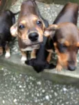 Duque, Lala, Sofi...