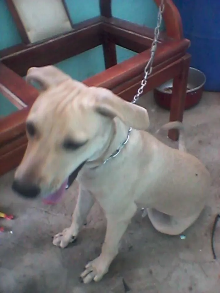 Cachorro ra a Pittbull com labrador  idade 2 a 6 meses nome Mel