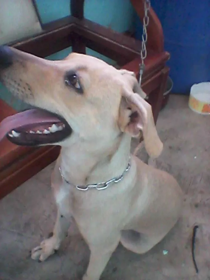 Cachorro ra a Pittbull com labrador  idade 2 a 6 meses nome Mel