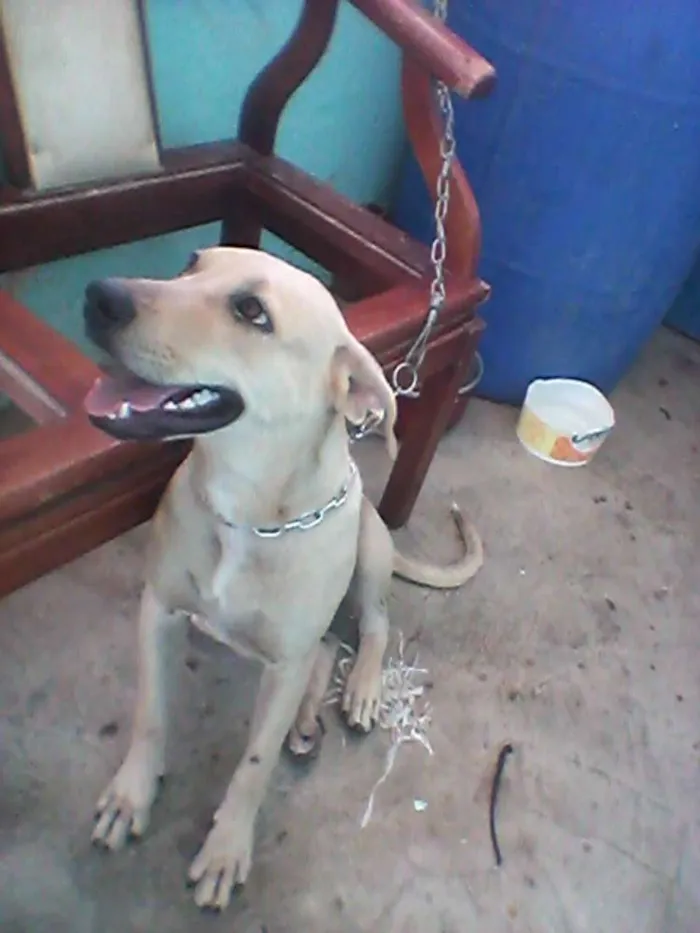 Cachorro ra a Pittbull com labrador  idade 2 a 6 meses nome Mel