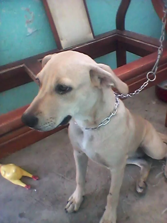 Cachorro ra a Pittbull com labrador  idade 2 a 6 meses nome Mel