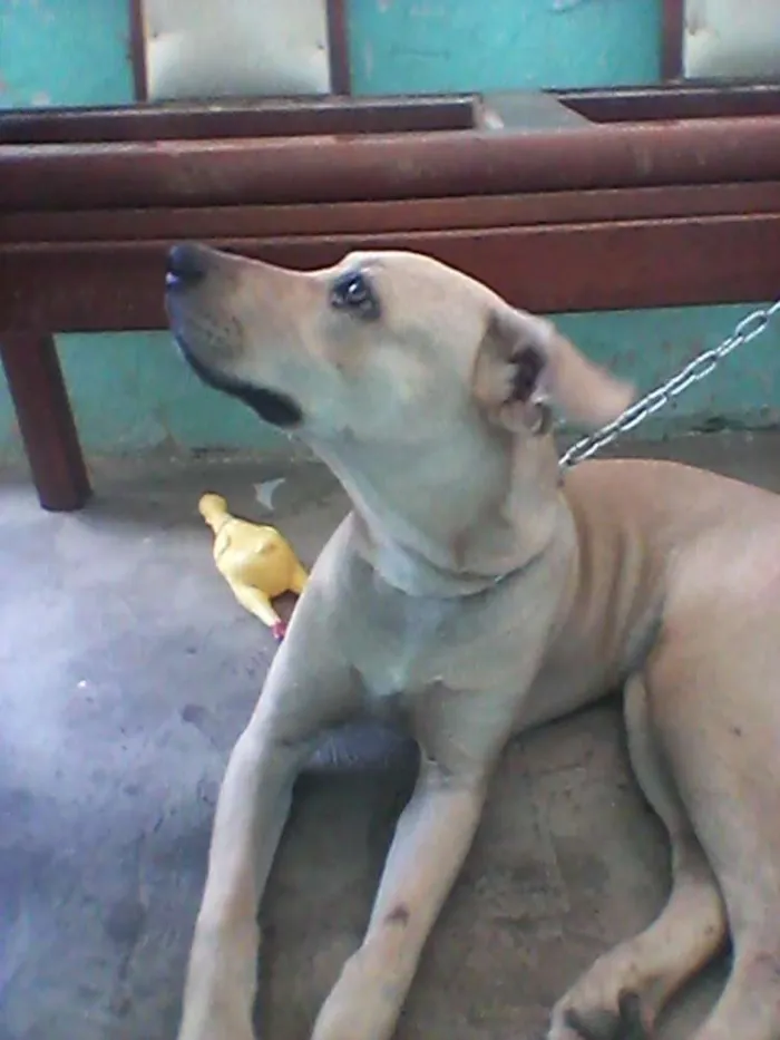 Cachorro ra a Pittbull com labrador  idade 2 a 6 meses nome Mel