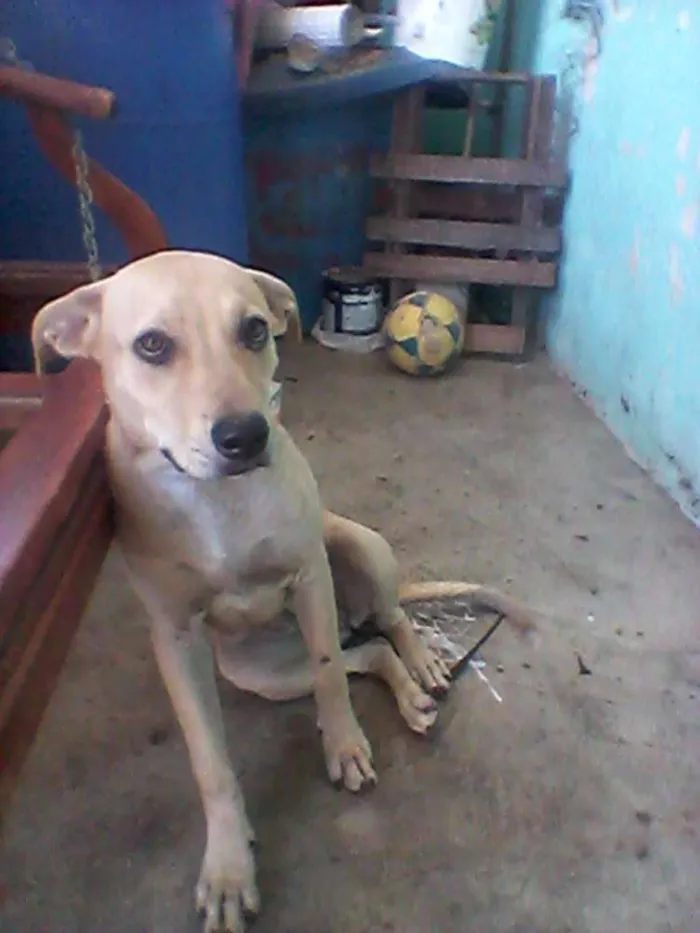 Cachorro ra a Pittbull com labrador  idade 2 a 6 meses nome Mel