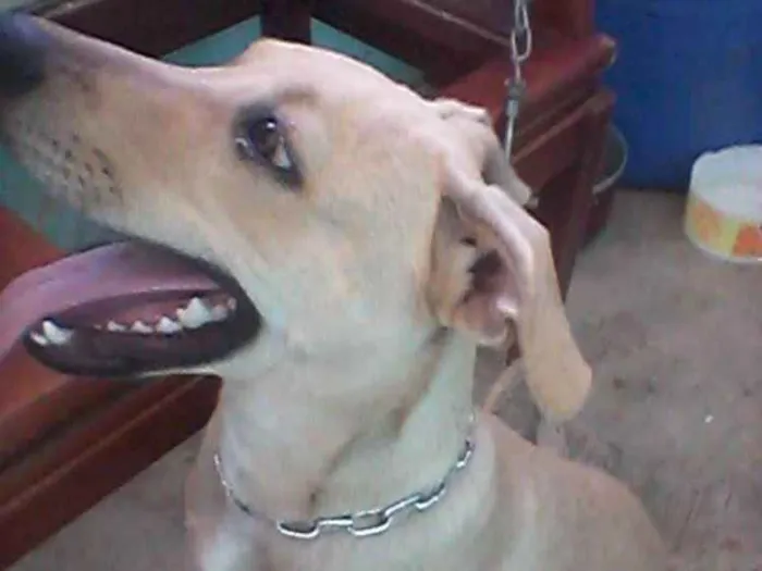 Cachorro ra a Pittbull com labrador  idade 2 a 6 meses nome Mel