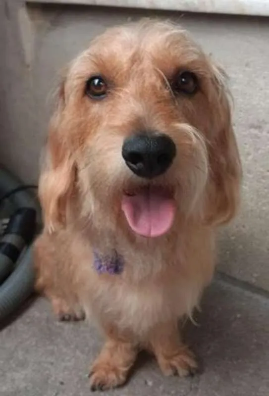 Cachorro ra a Basset idade 2 anos nome Thor.