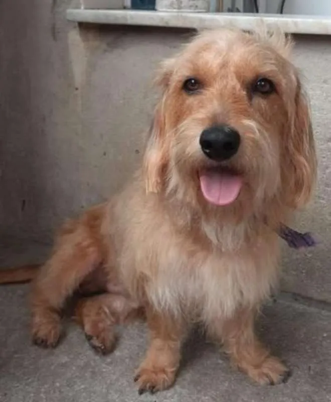 Cachorro ra a Basset idade 2 anos nome Thor.