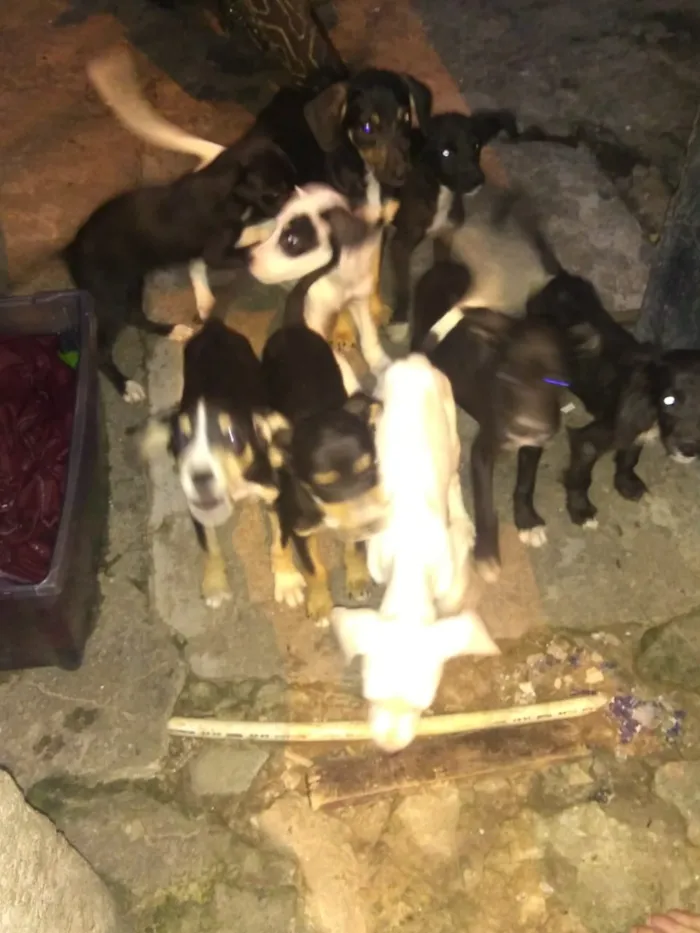 Cachorro ra a VIRA-LATA idade 2 a 6 meses nome ADOTE