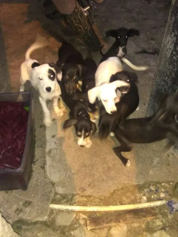 Cachorro ra a VIRA-LATA idade 2 a 6 meses nome ADOTE