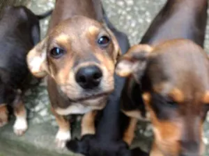 Cachorro raça Rafeiro  idade 2 a 6 meses nome Duque, Lala, Sofi...