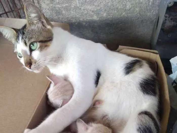 Gato ra a Sem raça definida idade 2 anos nome Suellen ( mãe) e os 