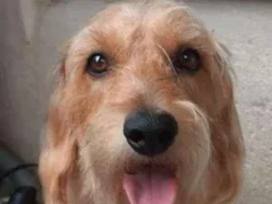 Cachorro raça Basset idade 2 anos nome Thor.