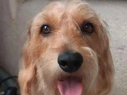 Cachorro ra a Basset idade 2 anos nome Thor.