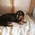Linguicinha Arlequim