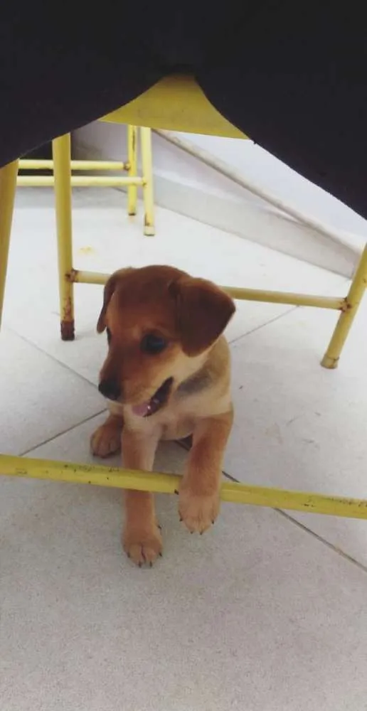 Cachorro ra a Vira lata idade 2 a 6 meses nome Sem nome