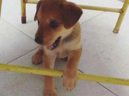 Cachorro ra a Vira lata idade 2 a 6 meses nome Sem nome