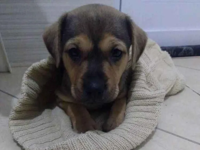 Cachorro ra a Não sei idade Abaixo de 2 meses nome Não sei