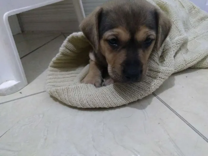 Cachorro ra a Não sei idade Abaixo de 2 meses nome Não sei