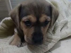 Cachorro raça Não sei idade Abaixo de 2 meses nome Não sei