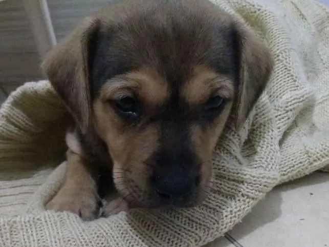 Cachorro ra a Não sei idade Abaixo de 2 meses nome Não sei