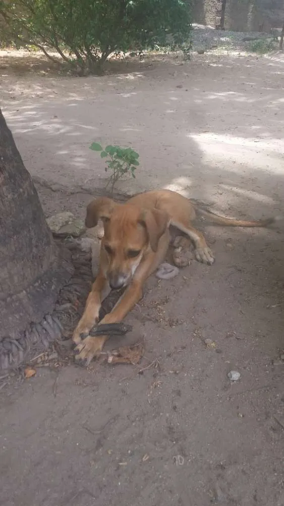 Cachorro ra a Vira - lata idade 2 a 6 meses nome Sem nome