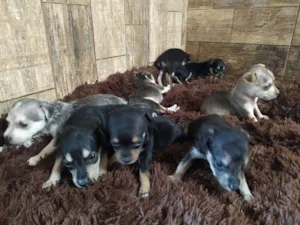 Cachorro raça Indefinido idade Abaixo de 2 meses nome Cachorro