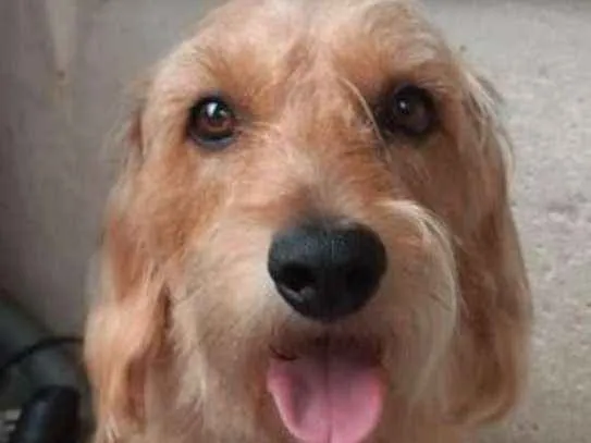 Cachorro ra a Basset idade 2 anos nome Thor.
