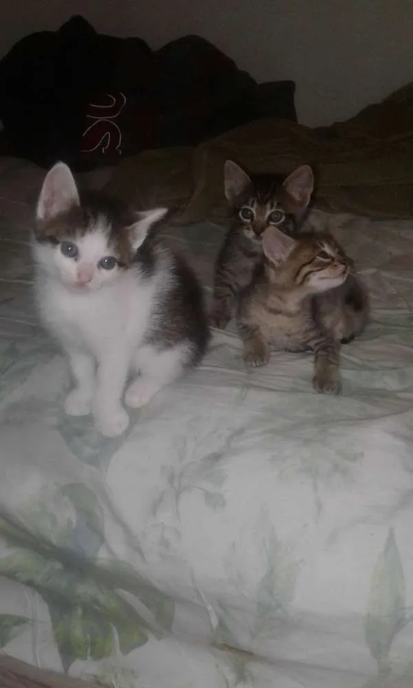 Gato ra a Vira-lata idade Abaixo de 2 meses nome Sem nome