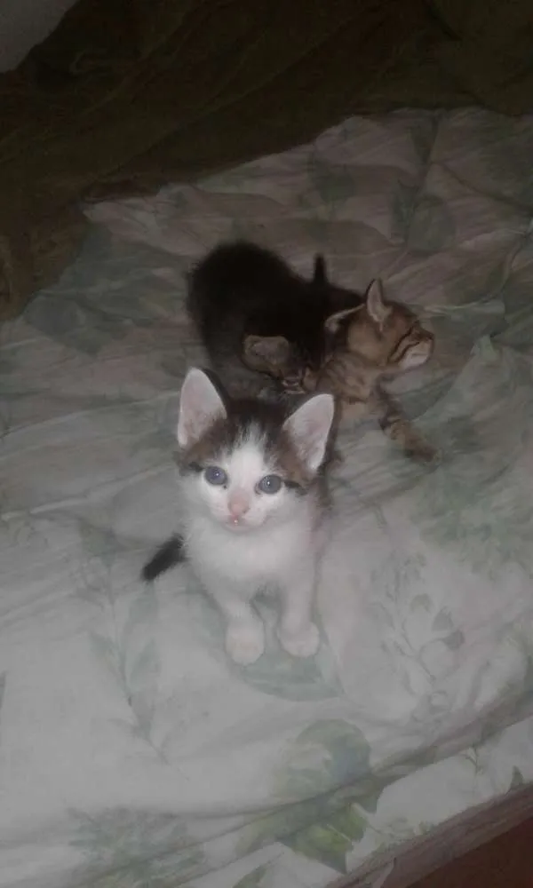 Gato ra a Vira-lata idade Abaixo de 2 meses nome Sem nome