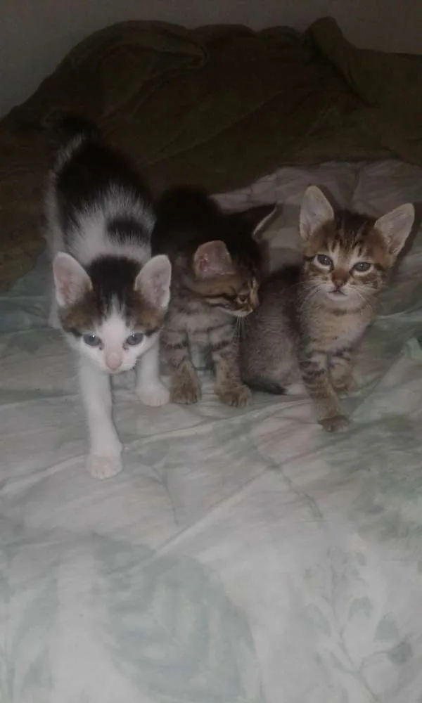 Gato ra a Vira-lata idade Abaixo de 2 meses nome Sem nome