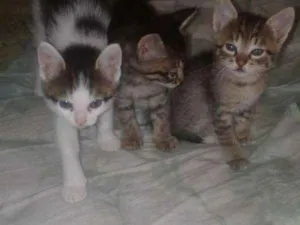 Gato raça Vira-lata idade Abaixo de 2 meses nome Sem nome