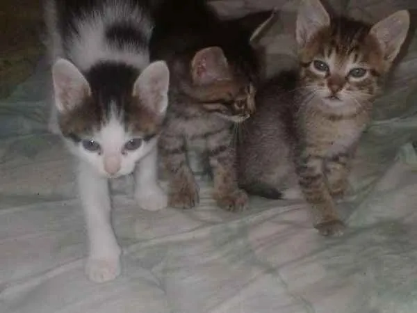 Gato ra a Vira-lata idade Abaixo de 2 meses nome Sem nome