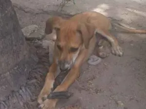 Cachorro raça Vira - lata idade 2 a 6 meses nome Sem nome