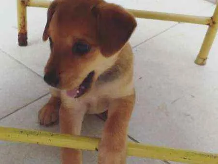 Cachorro ra a Vira lata idade 2 a 6 meses nome Sem nome