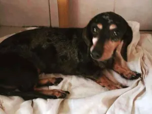 Cachorro raça Linguicinha idade 6 ou mais anos nome Linguicinha Arlequim